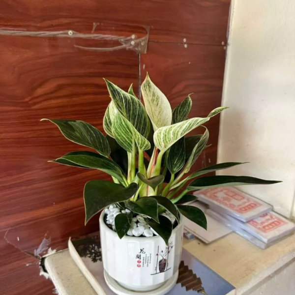 Cây Trầu Bà Đế Vương Sọc Orin Decor Sang Trọng Quý Phái. - Ảnh 2