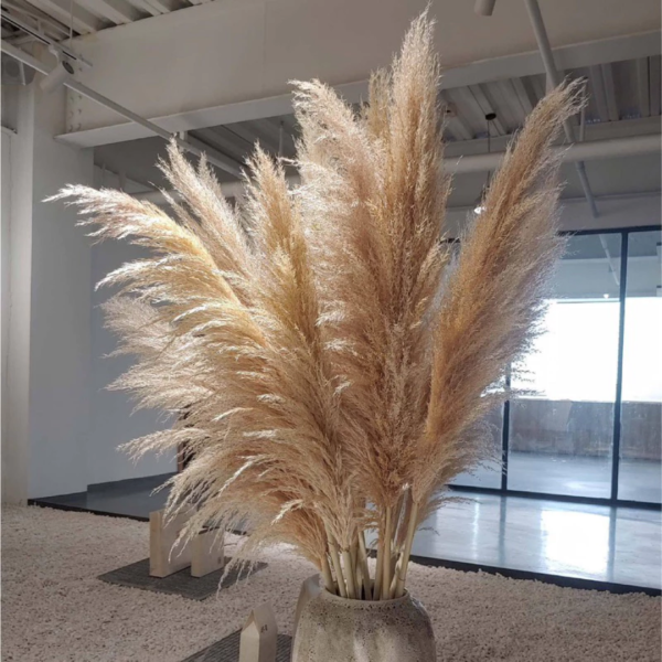 Cỏ Lau Pampas Khô Orin Decor sang xịn mịn - Ảnh 3