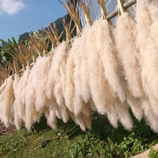 Cỏ Lau Pampas Khô Orin Decor sang xịn mịn - Ảnh 4
