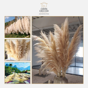 Cỏ Lau Pampas Khô Orin Decor sang xịn mịn