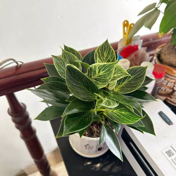 Cây Trầu Bà Đế Vương Sọc Orin Decor Sang Trọng Quý Phái. - Ảnh 4