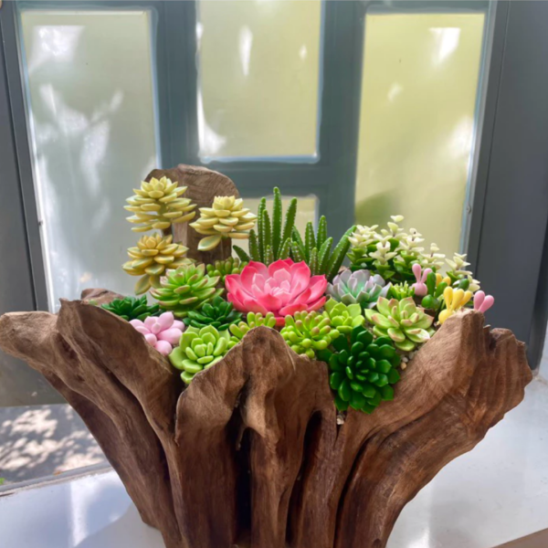Sen Đá Kệt Hợp Orin Decor Gỗ Cổ Thụ Tạo Sự Đặc Biệt - Ảnh 2