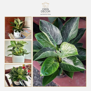 Cây Trầu Bà Đế Vương Sọc Orin Decor Sang Trọng Quý Phái.
