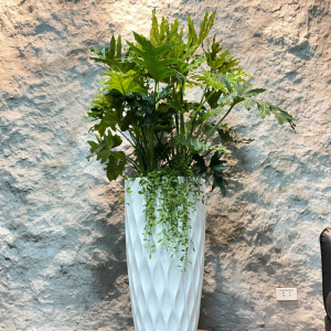 Cây Decor