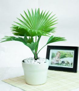 Cây Decor Trang Trí – Xu Hướng Làm Đẹp Không Gian Hiện Đại 2025